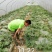 黄腐酸钾，改土养根、消除板结、降盐分，工厂直销无中间商