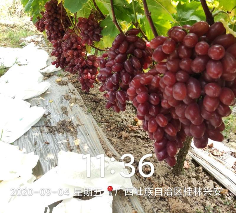 黄腐酸钾，改土养根、消除板结、降盐分，工厂直销无中间商