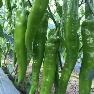 大青椒【河南开封通许基地直供】高质量高标准