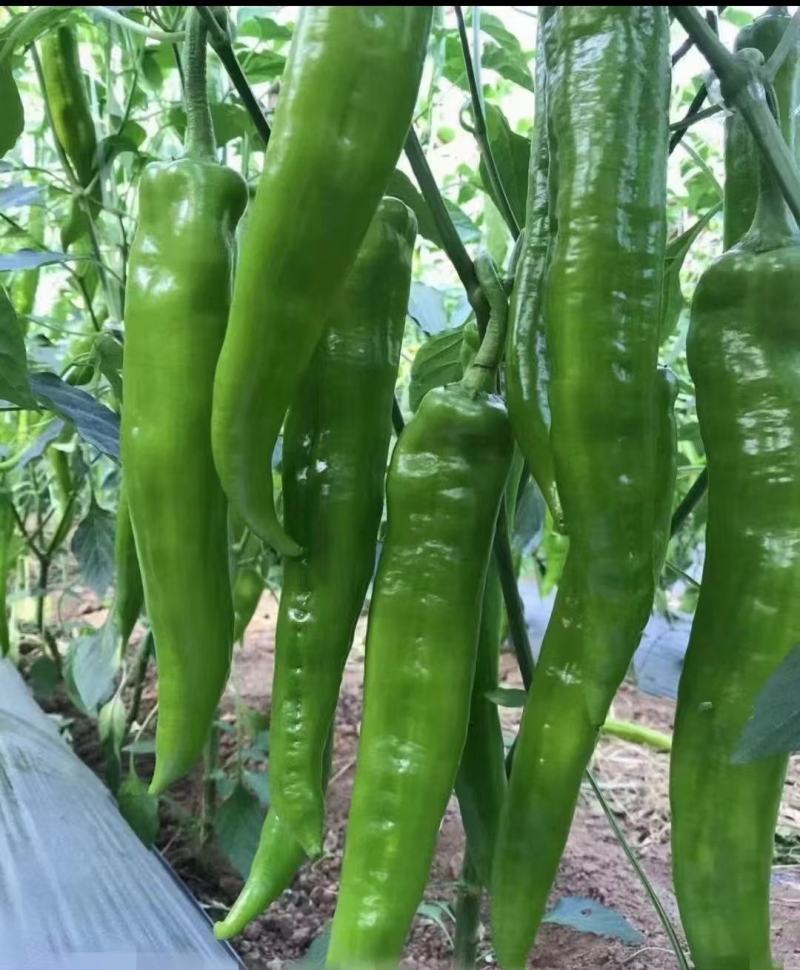 大青椒【河南开封通许基地直供】高质量高标准