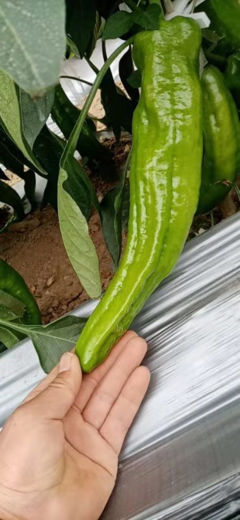大青椒【河南开封通许基地直供】高质量高标准
