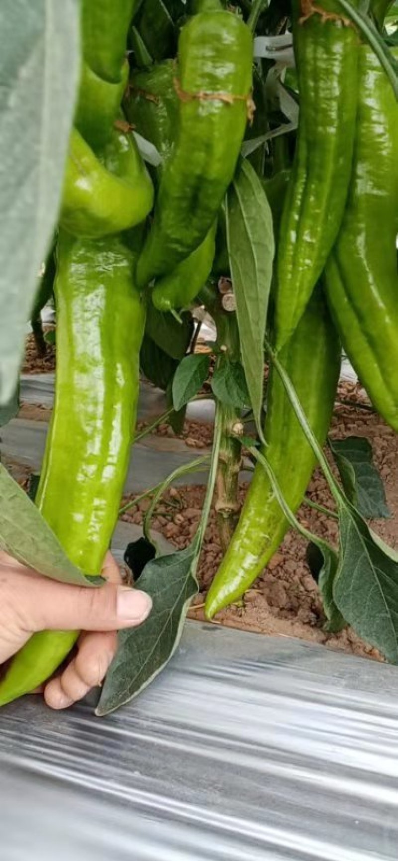 大青椒【河南开封通许基地直供】高质量高标准