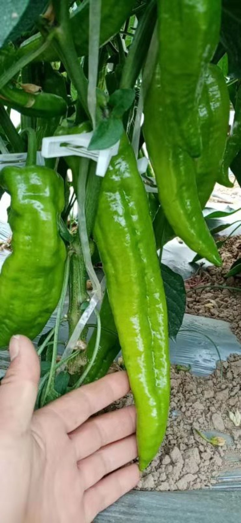 大青椒【河南开封通许基地直供】高质量高标准