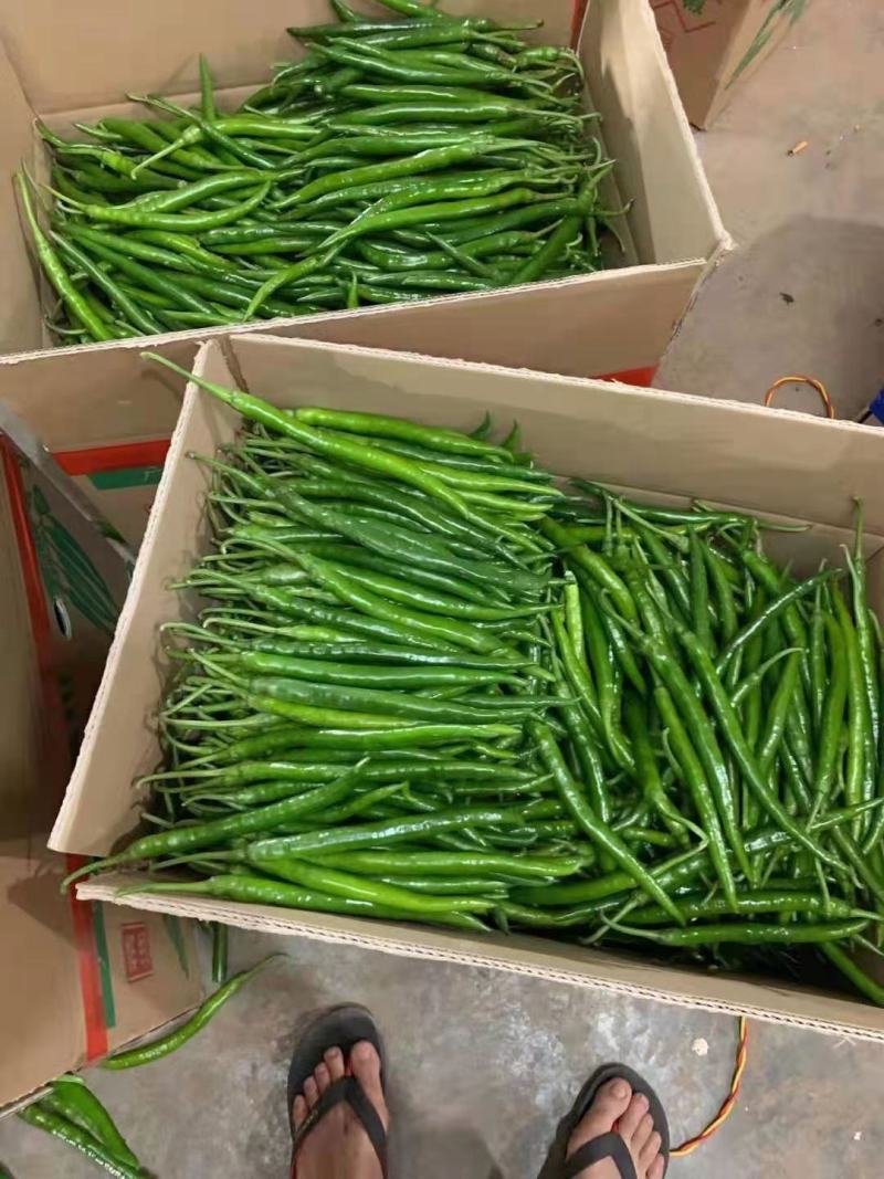 青线椒【河南开封通许万亩基地直供高质量高标准】