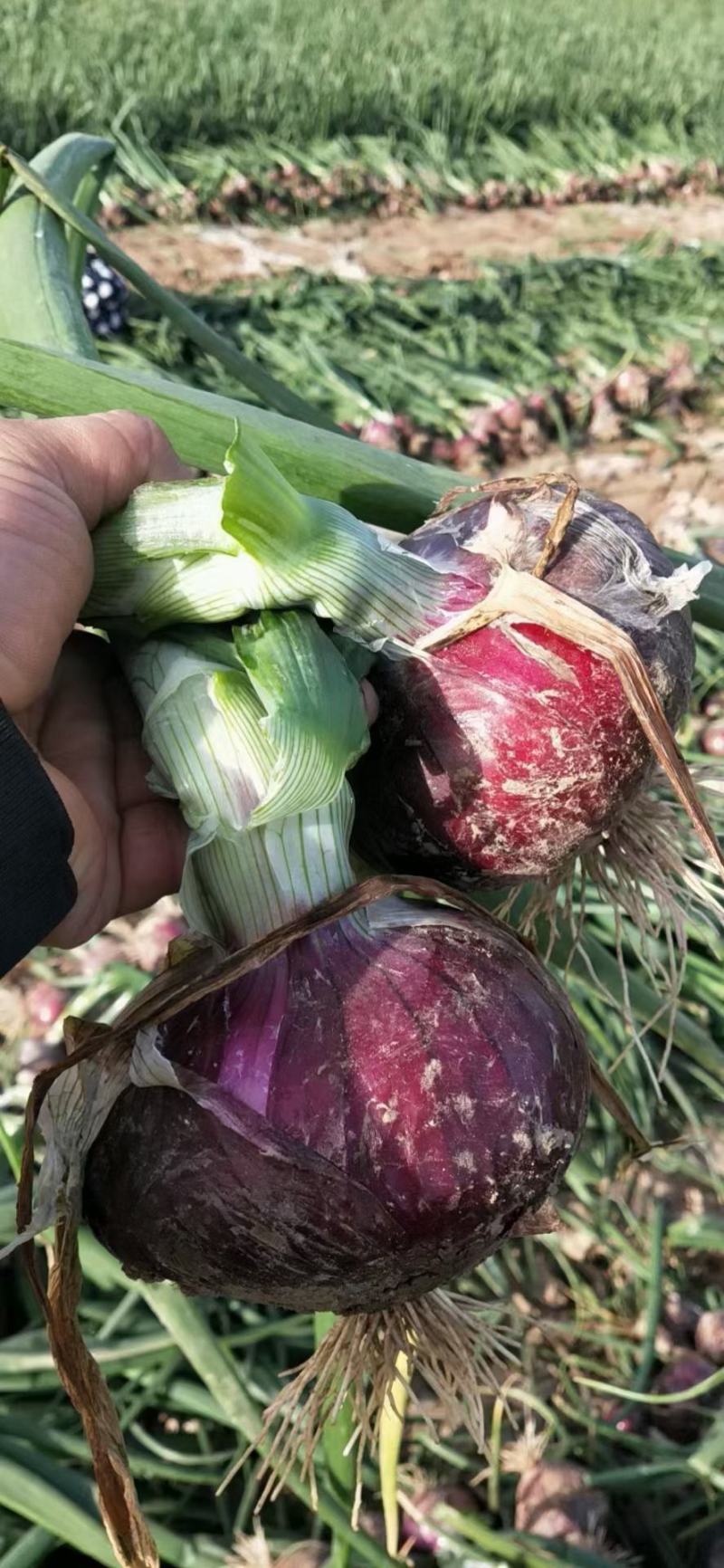 丰县紫玉88