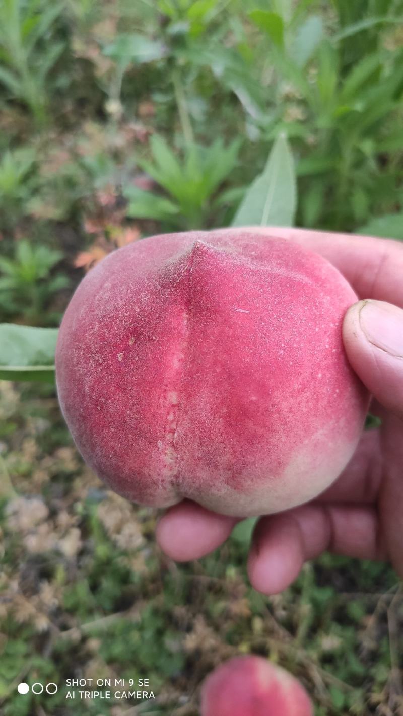 湖北毛桃，春蜜桃，早二号桃，美佳桃，突围桃大量上市