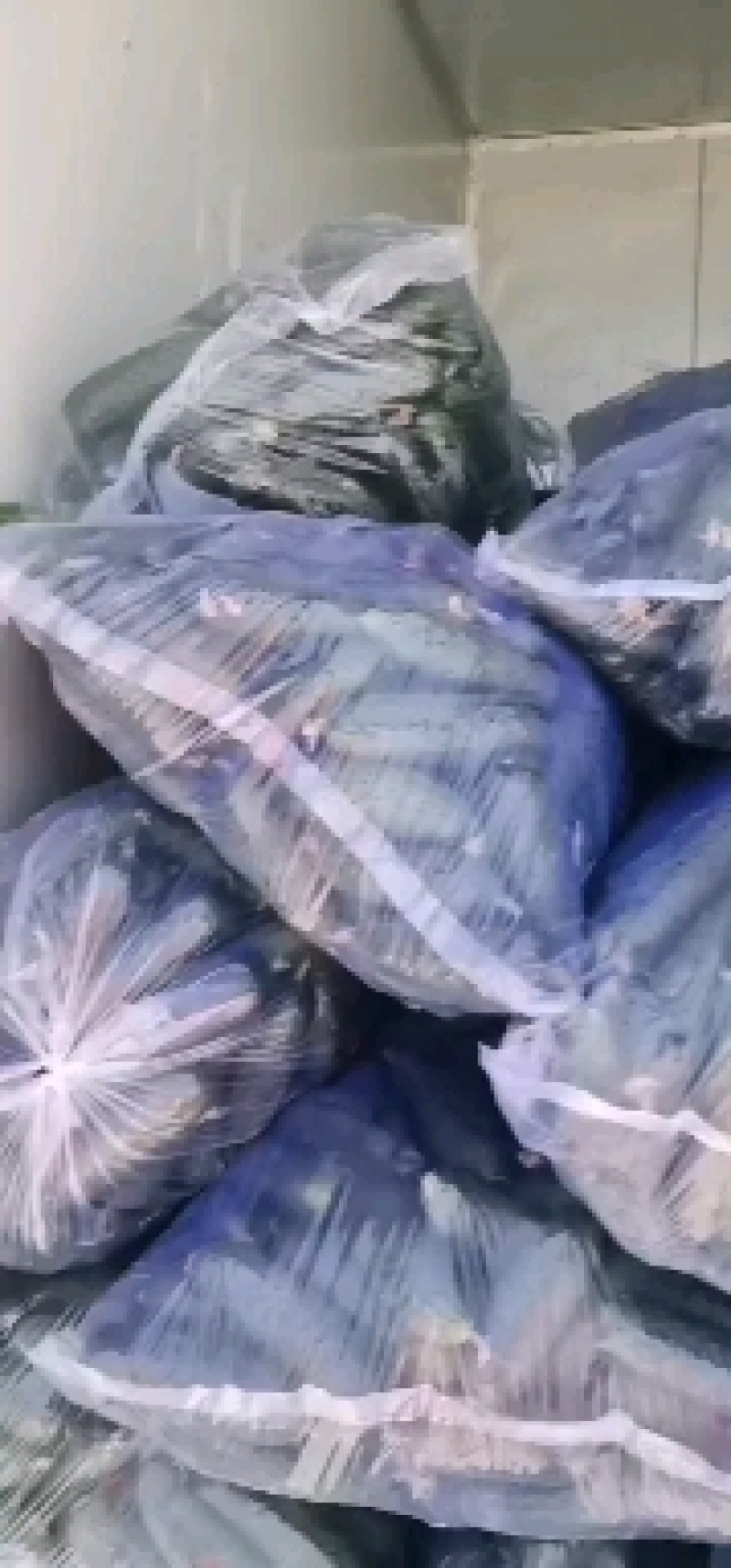 精品玛莎水果黄瓜
