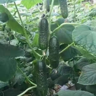 精品玛莎水果黄瓜