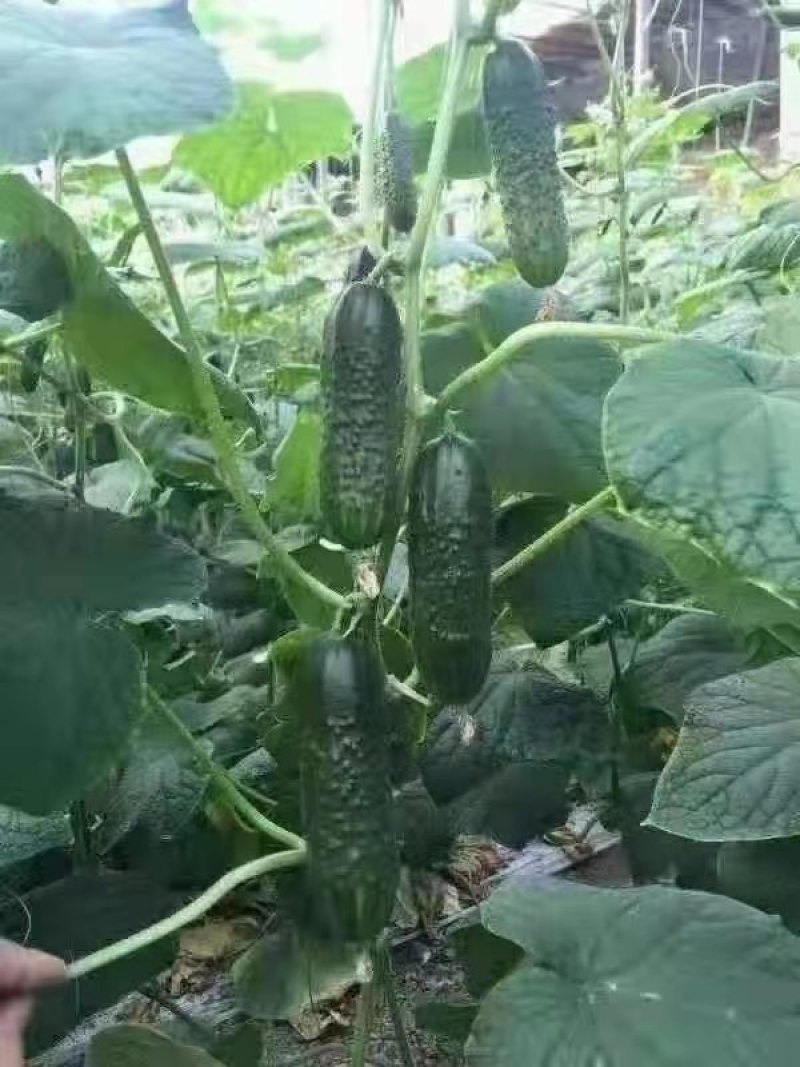 精品玛莎水果黄瓜