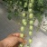 各种小番茄