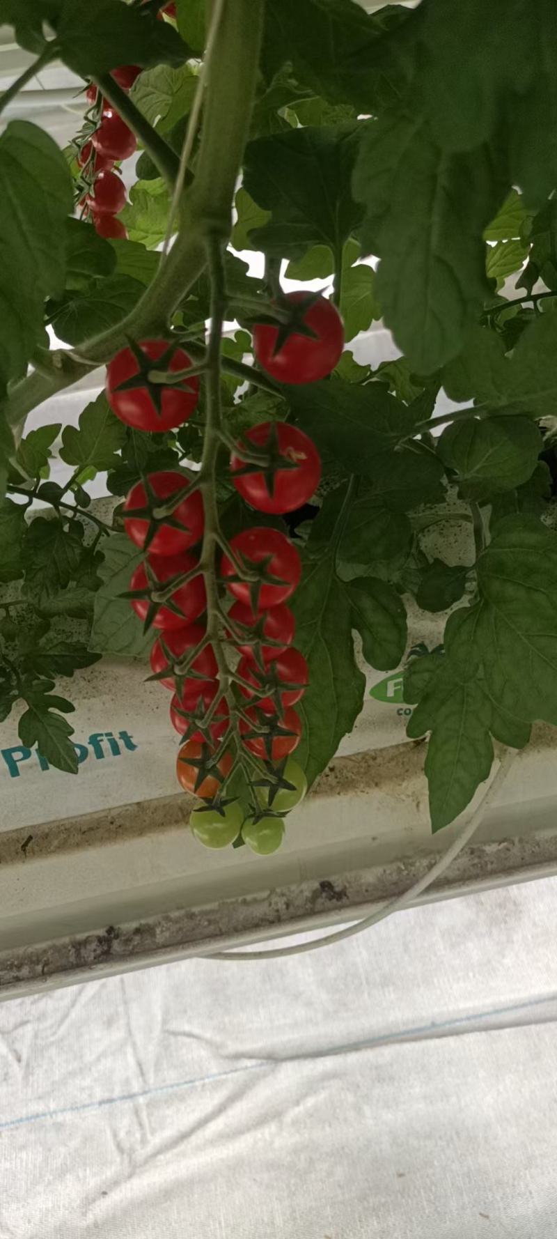 各种小番茄