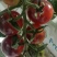 各种小番茄