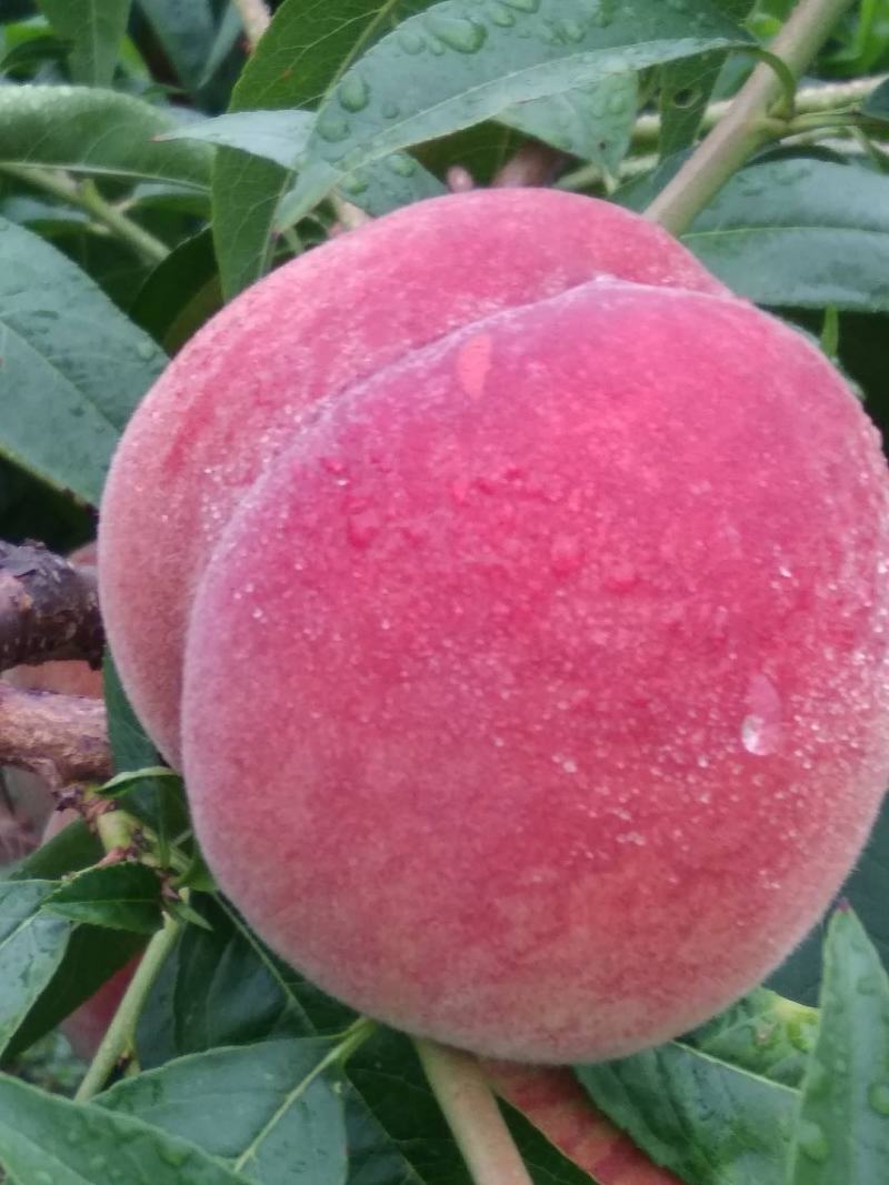 精品毛桃，春雪，早红二号桃，美佳桃，大量上市多购价优