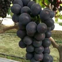 夏黑葡萄以上市货源充足量大从优另外还有粉红金手