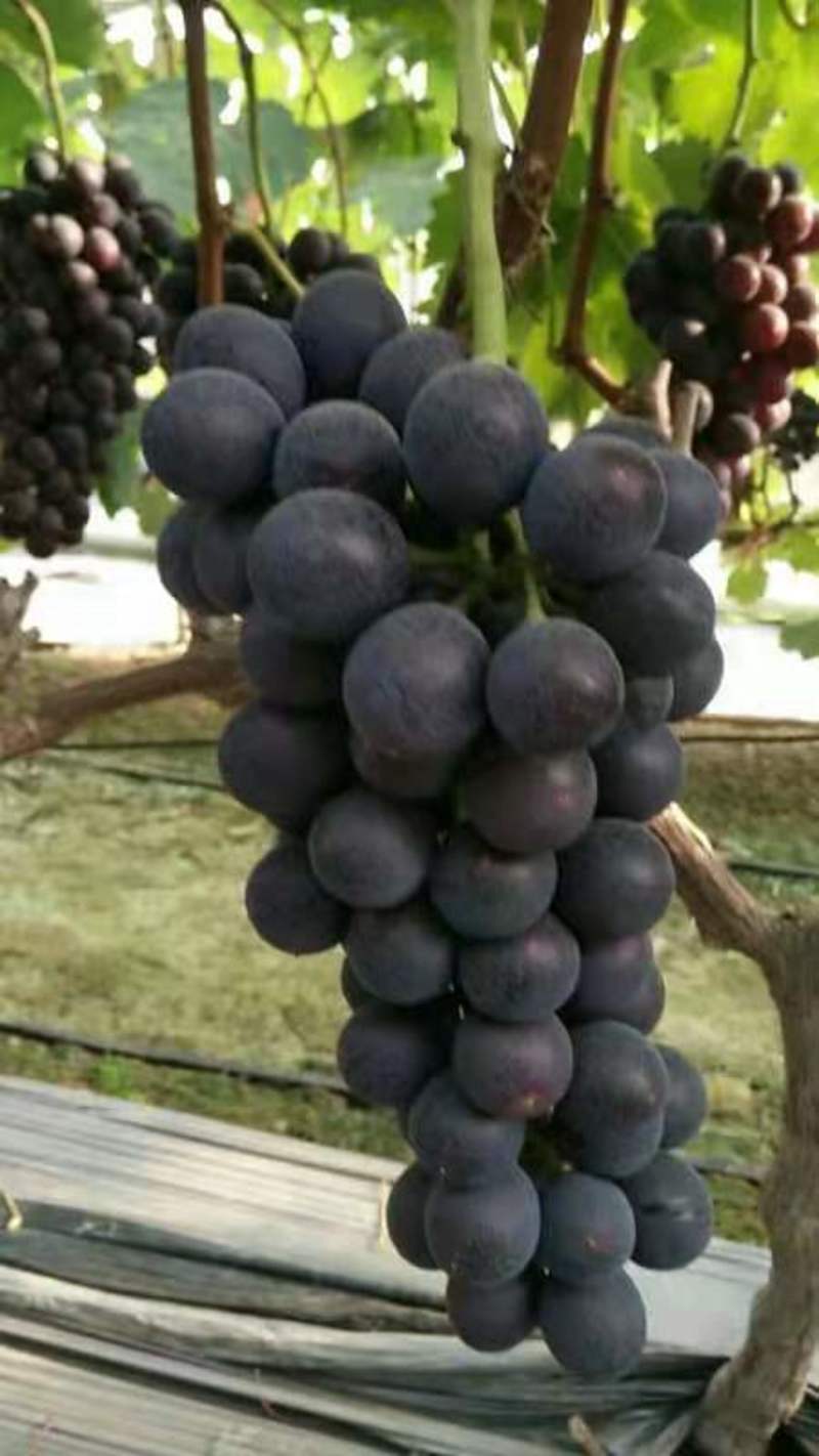 夏黑葡萄以上市货源充足量大从优另外还有粉红金手