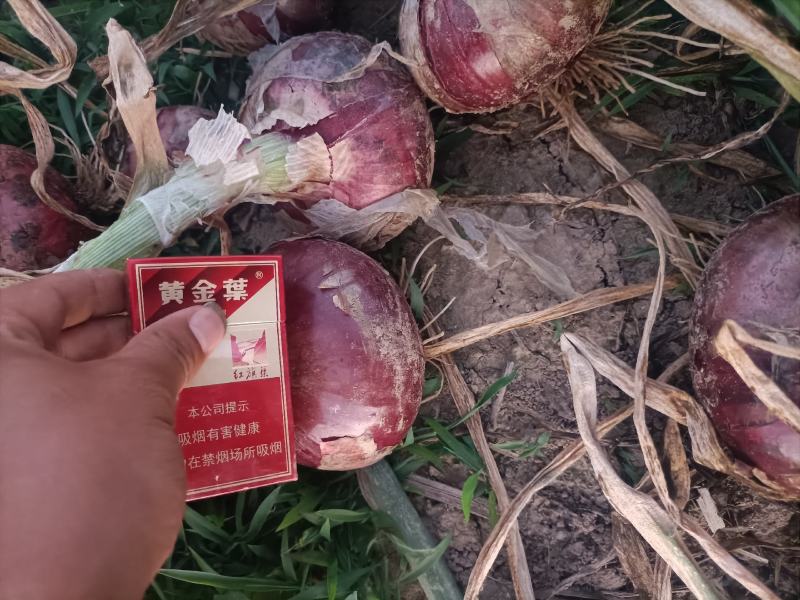 2025年精品洋葱大量供应！本地二红紫红球形半高庄！