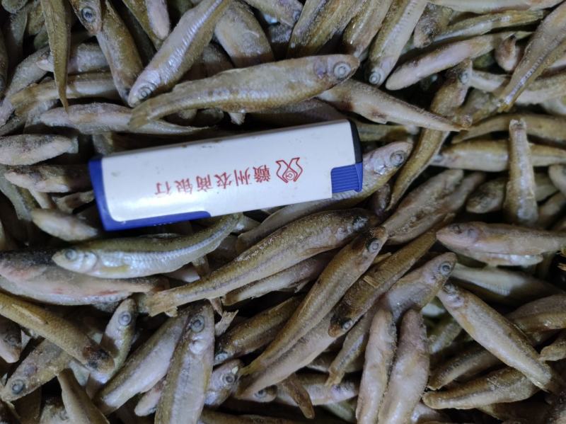 船丁鱼（肉鱼）（亮眼鱼）大眼睛
