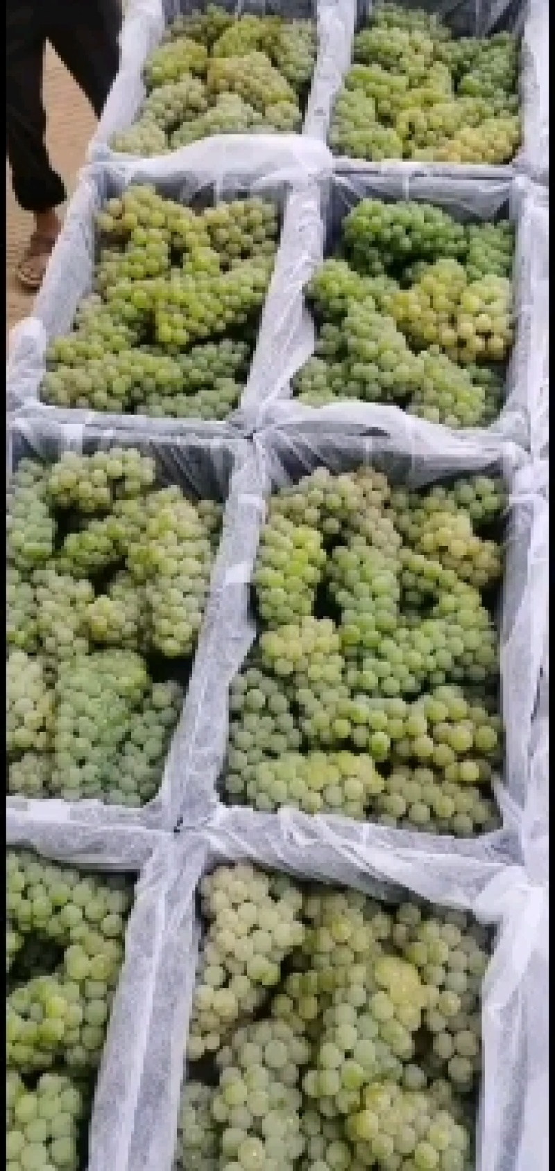 大量水晶葡萄5%以下1~2斤，产地直销，量大价优！
