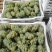 大量水晶葡萄5%以下1~2斤，产地直销，量大价优！