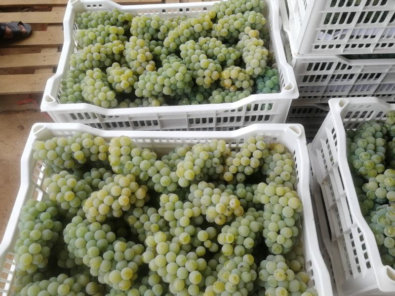 大量水晶葡萄5%以下1~2斤，产地直销，量大价优！