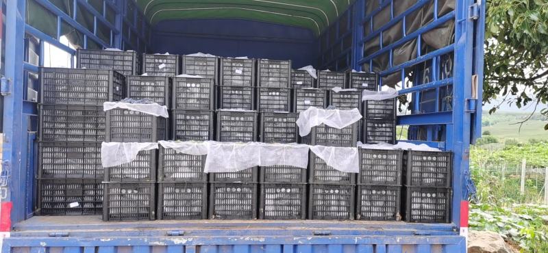 大量水晶葡萄5%以下1~2斤，产地直销，量大价优！