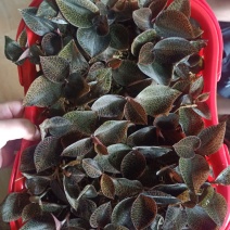 金线莲礼蓝一手货源（可寄快递）