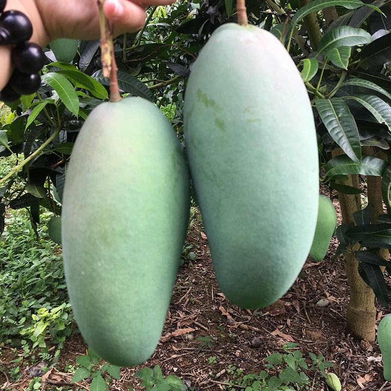 云南热带水果金煌芒大量上市，产地直销货源充足