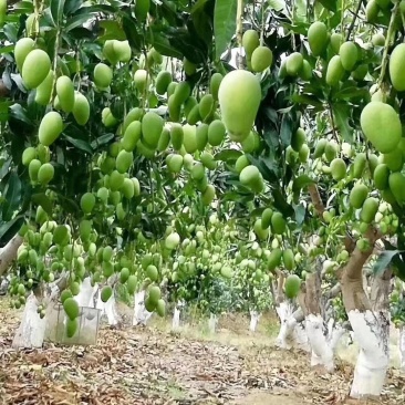 云南热带水果精品台农芒，大量上市产地直销，货源充足