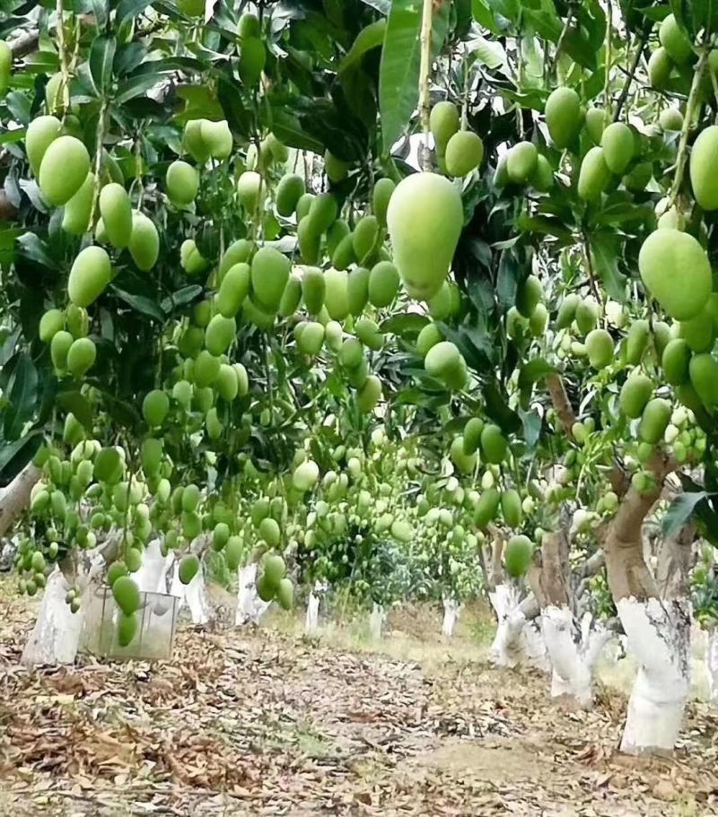 云南热带水果精品台农芒，大量上市产地直销，货源充足