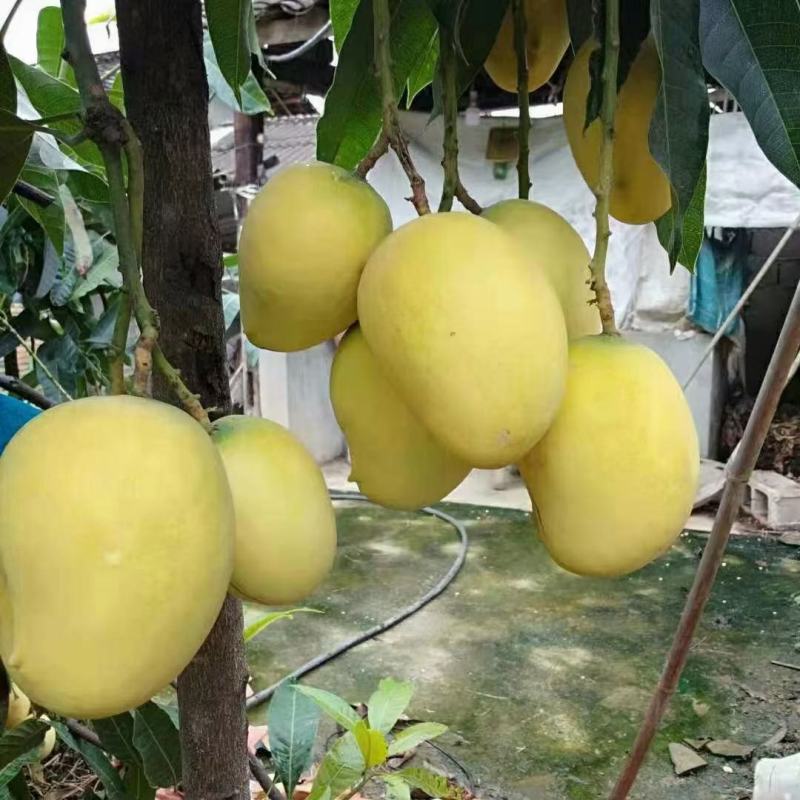 云南热带水果精品台农芒，大量上市产地直销，货源充足