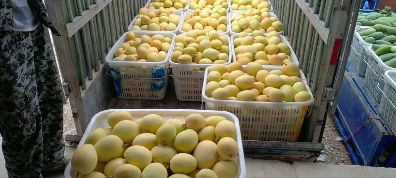 云南热带水果精品台农芒，大量上市产地直销，货源充足