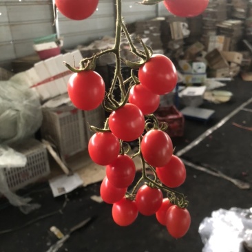 贝贝，靓贝，持续供应中。