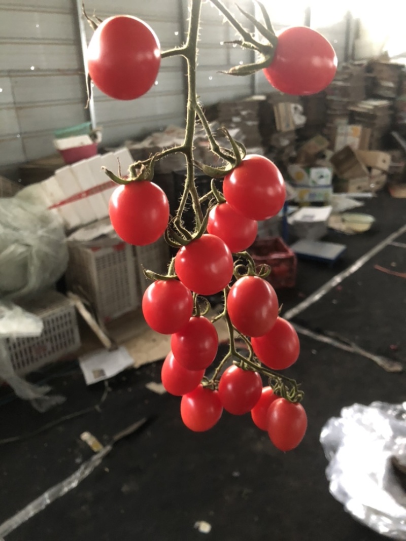 贝贝，靓贝，持续供应中。