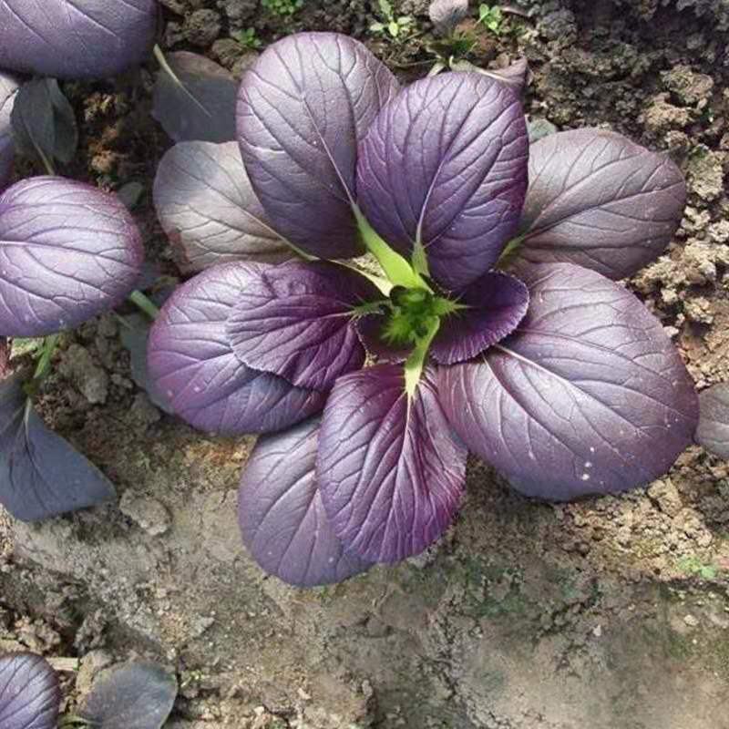 紫红青梗菜种子紫叶小青菜种子红色青梗菜种子