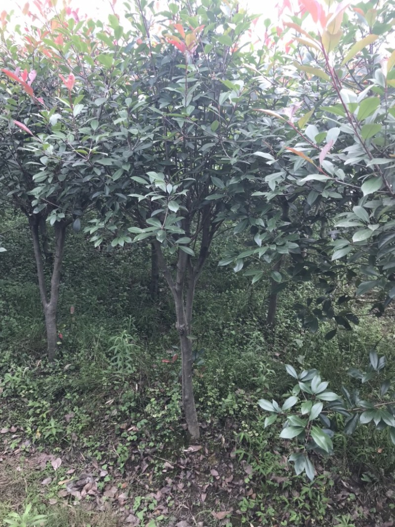 红叶石楠，截顶发帽，冠幅漂亮