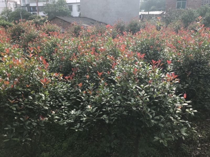 红叶石楠，截顶发帽，冠幅漂亮