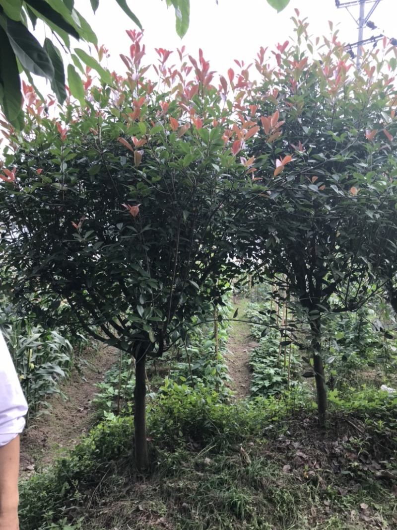 红叶石楠，截顶发帽，冠幅漂亮