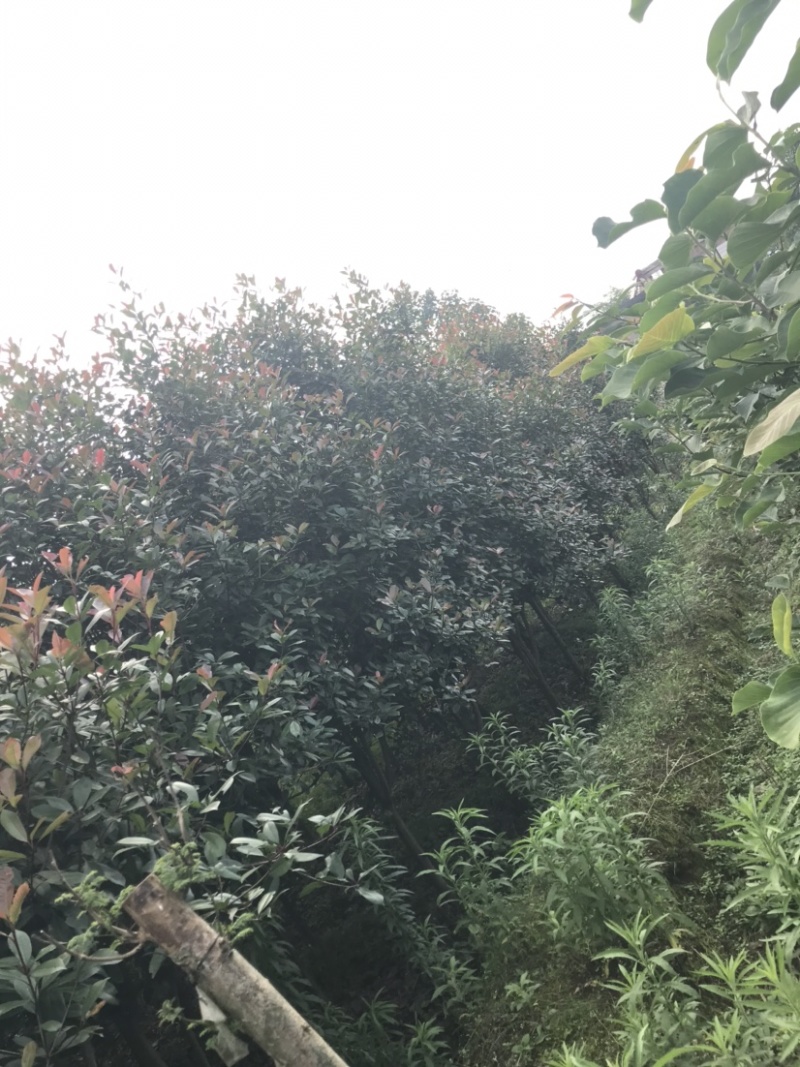 红叶石楠，截顶发帽，冠幅漂亮