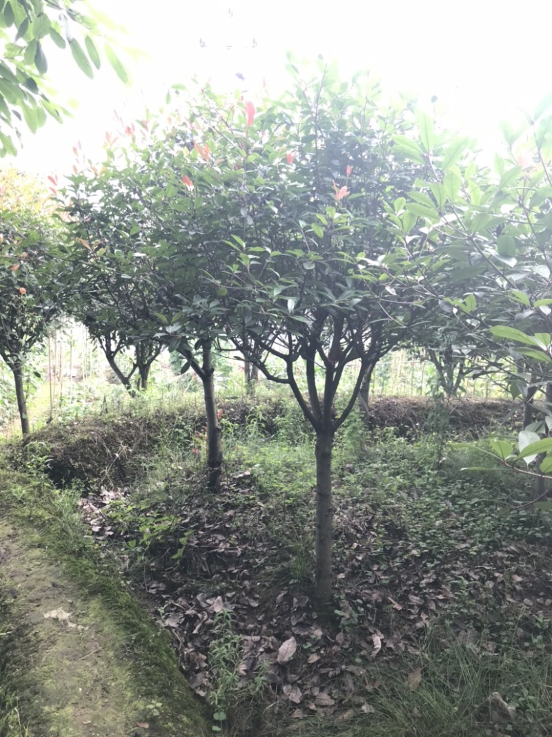 红叶石楠，截顶发帽，冠幅漂亮