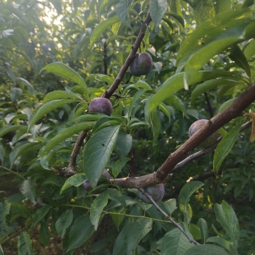 五月脆
