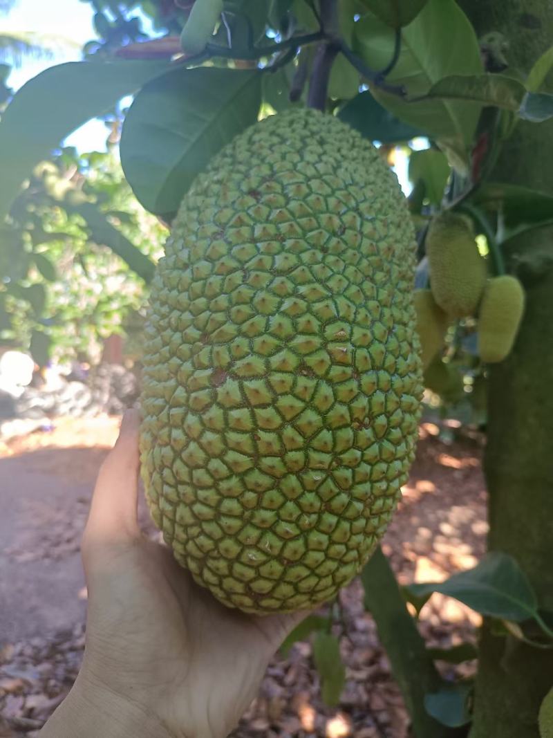 海南菠萝蜜榴莲蜜自产自销价格优惠诚信发货代发全国