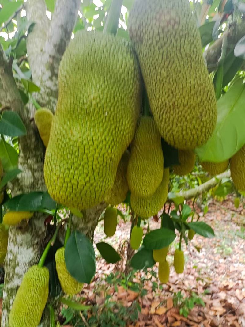 海南菠萝蜜榴莲蜜自产自销价格优惠诚信发货代发全国