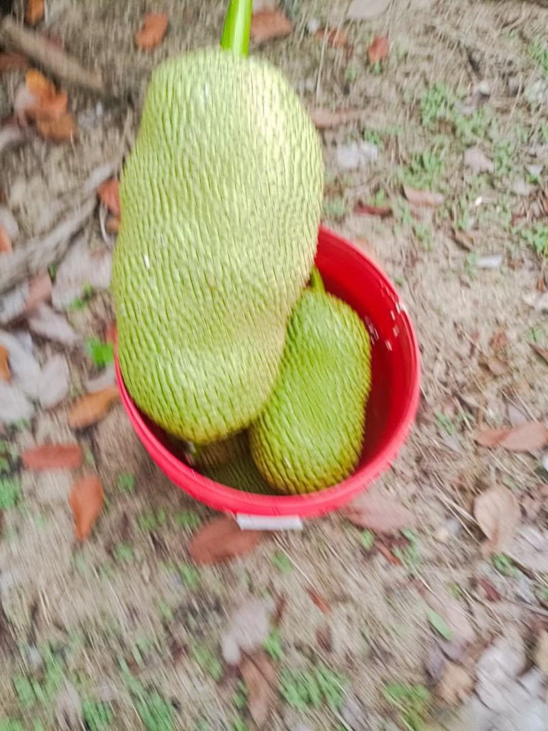 海南菠萝蜜榴莲蜜自产自销价格优惠诚信发货代发全国