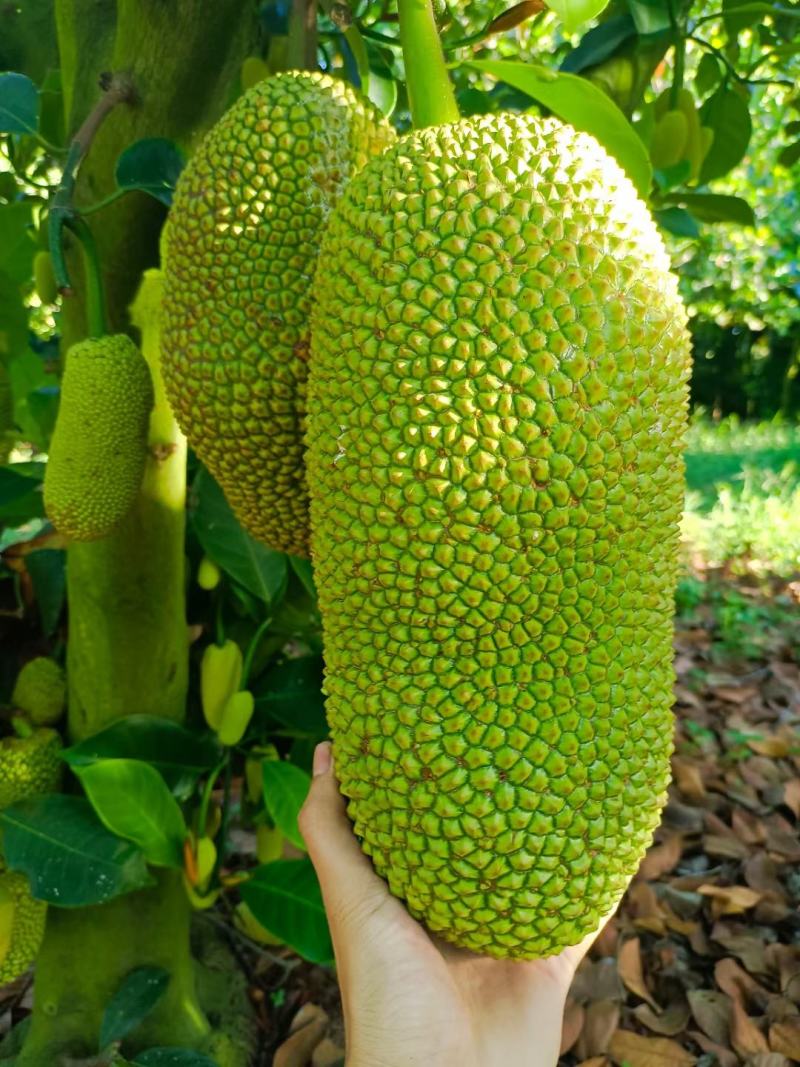 海南菠萝蜜榴莲蜜自产自销价格优惠诚信发货代发全国