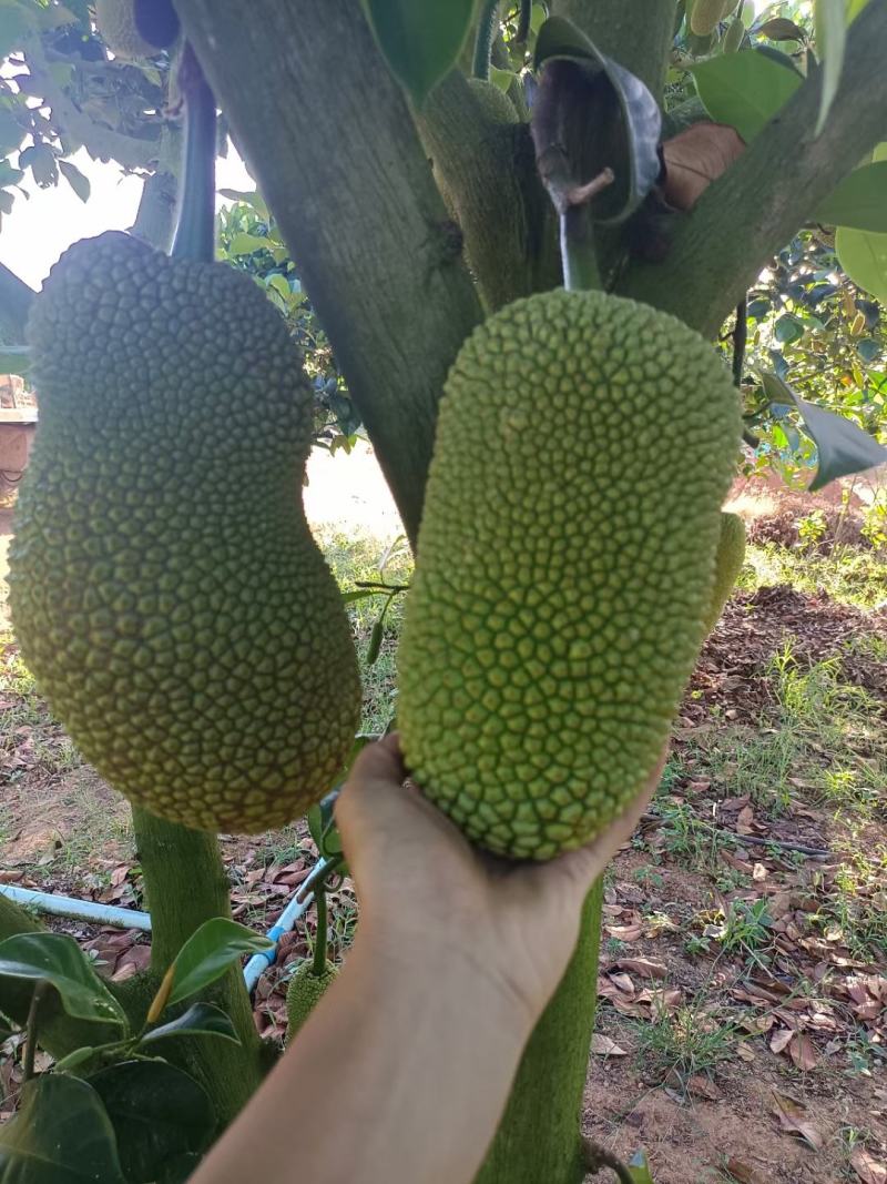 海南菠萝蜜榴莲蜜自产自销价格优惠诚信发货代发全国
