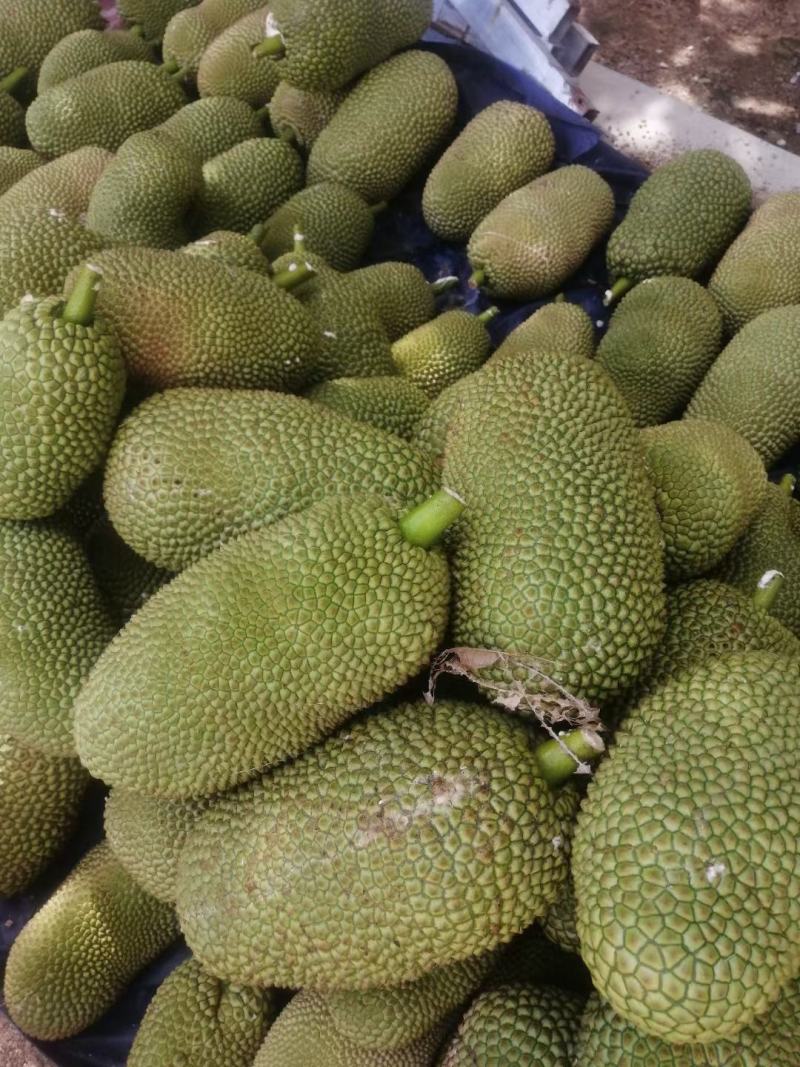 海南菠萝蜜榴莲蜜自产自销价格优惠诚信发货代发全国