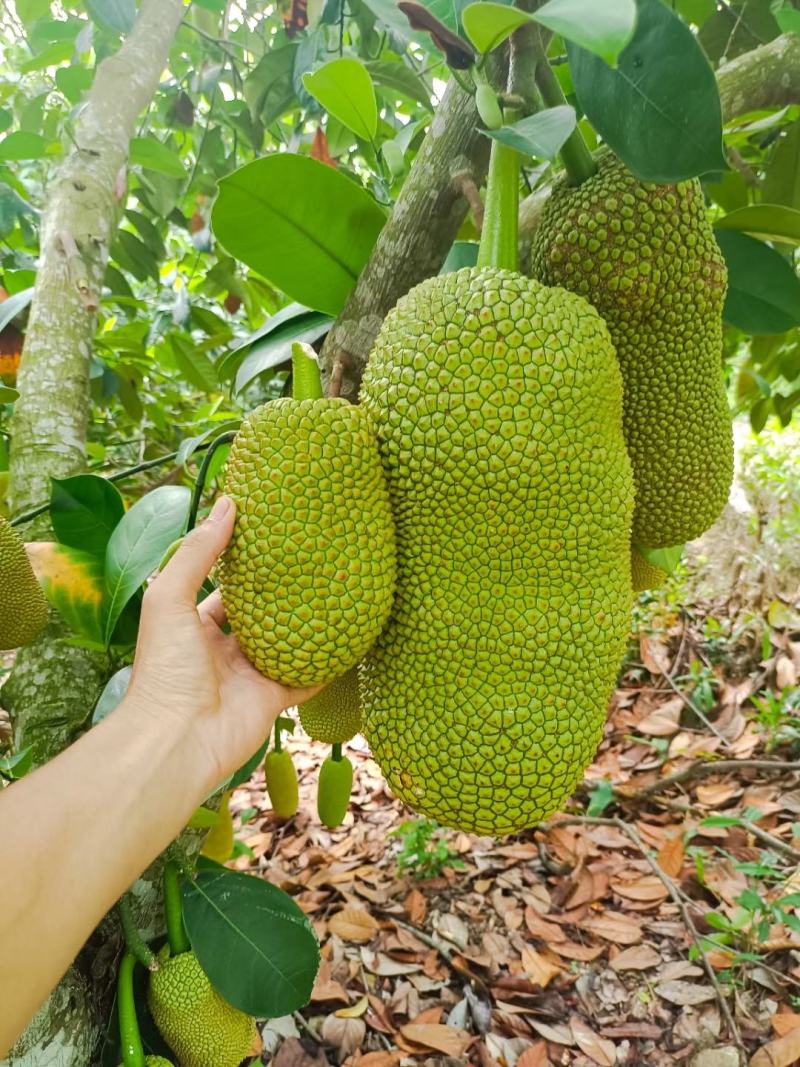 海南菠萝蜜榴莲蜜自产自销价格优惠诚信发货代发全国