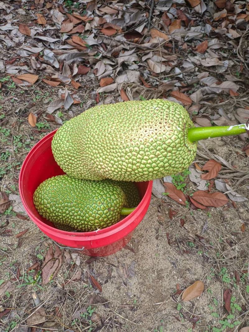 海南菠萝蜜榴莲蜜自产自销价格优惠诚信发货代发全国