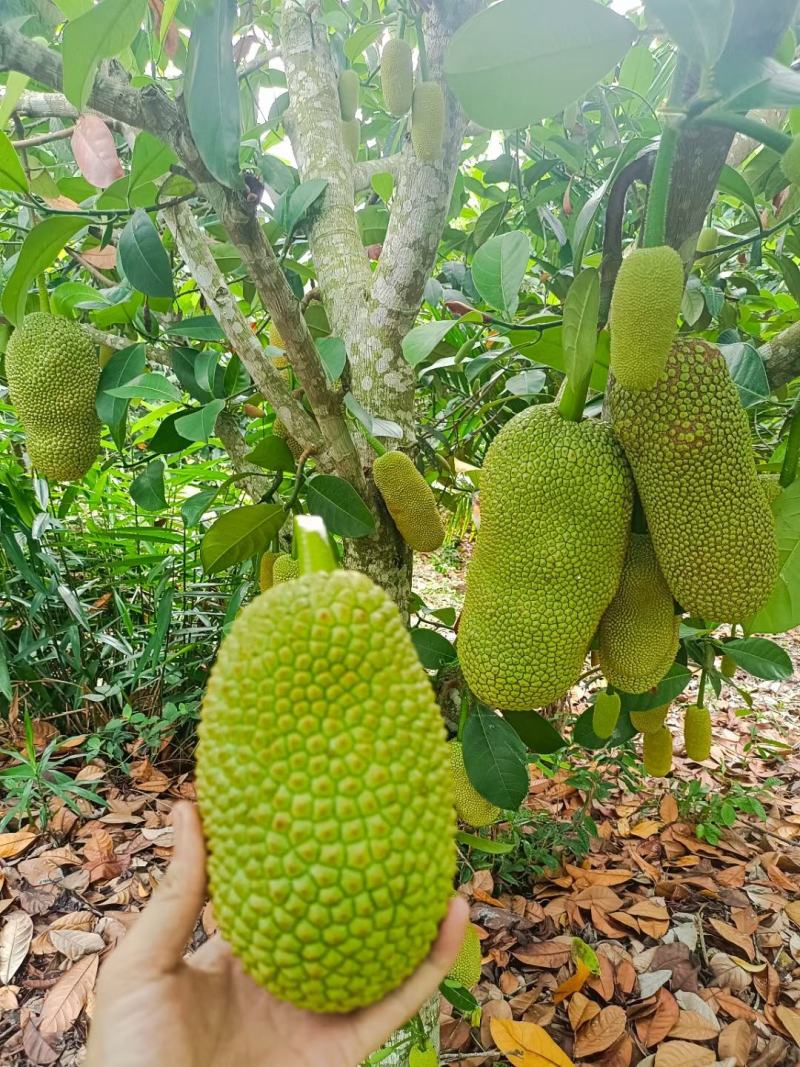 海南菠萝蜜榴莲蜜自产自销价格优惠诚信发货代发全国