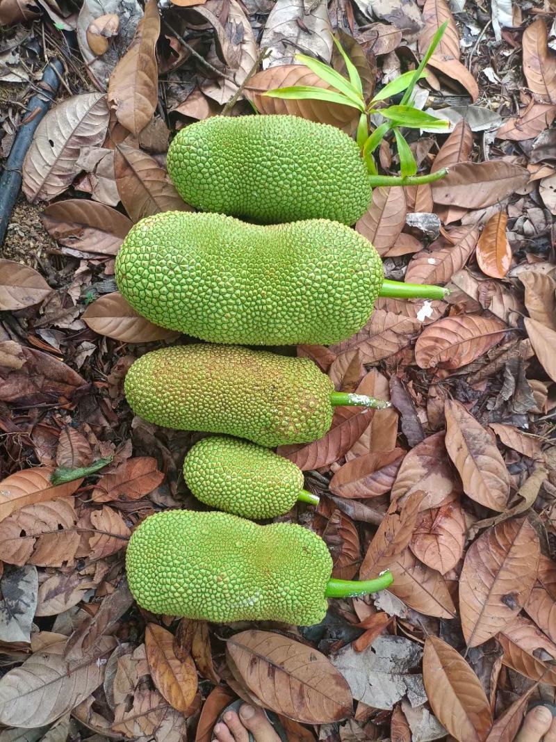 海南菠萝蜜榴莲蜜自产自销价格优惠诚信发货代发全国